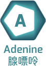 Adenine 腺嘌呤