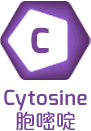 Cytosine 胞嘧啶