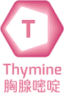 Thymine 胸腺嘧啶