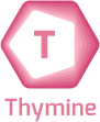 Thymine